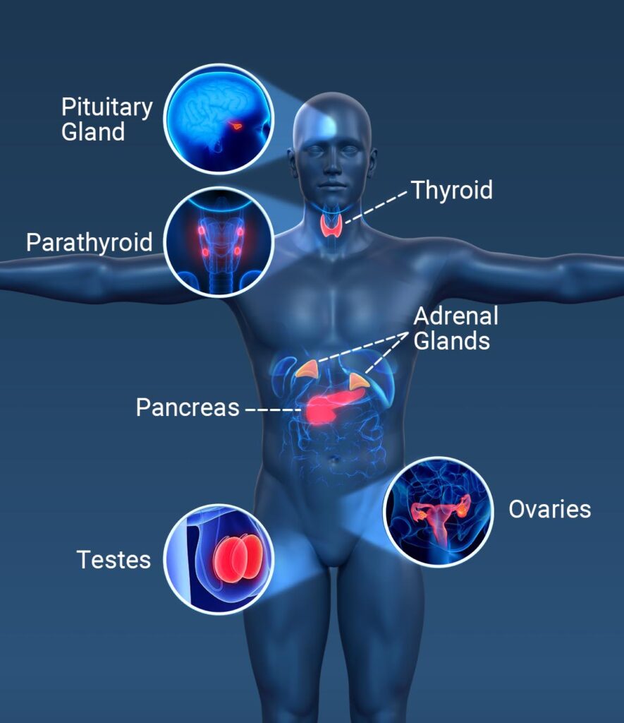 Endocrine System: Many glands make up the endocrine system. The hypothalamus, pituitary gland, and pineal gland are in your brain. The thyroid and parathyroid glands are in your neck. The thymus is between your lungs, the adrenals are on top of your kidneys, and the pancreas is behind your stomach. Your ovaries (if you're a woman) or testes (if you're a man) are in your pelvic region.