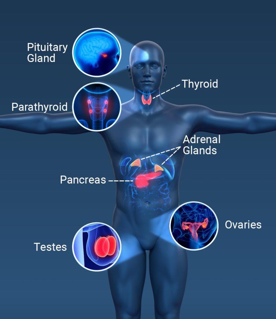 study of endocrine glands and hormones