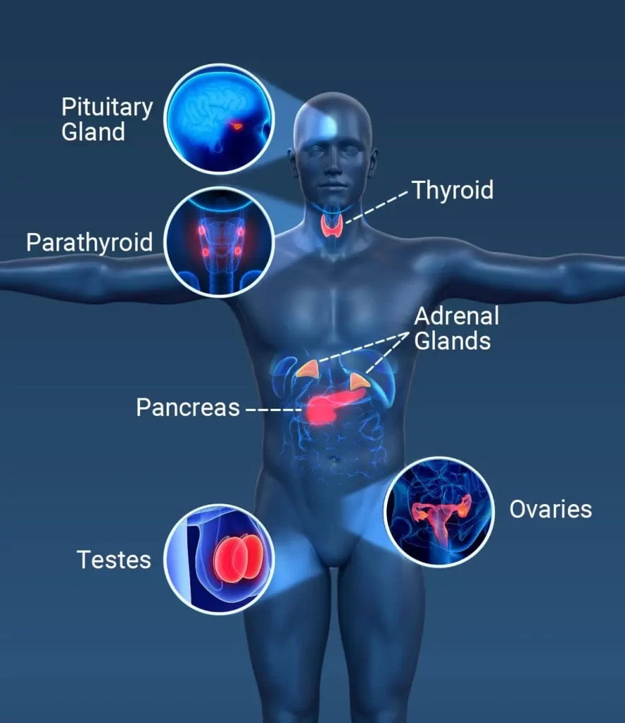 The Master Gland Of The Human Body